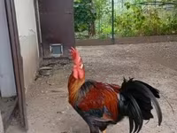 Chickens — foto 4