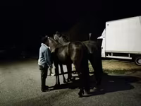 Cheval, Friesian — photo 2