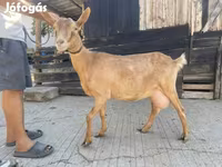 Goat, Goats — photo 2