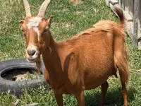 बकरा, बकरियाँ — फ़ोटो 3