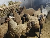 Brebis, Moutons — photo 1