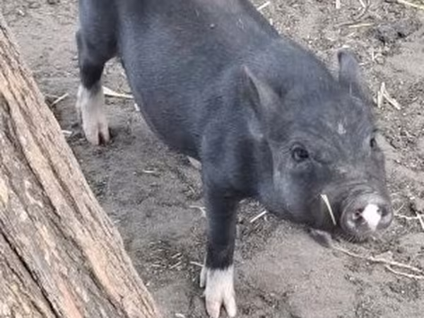 नर सूअर, Вьетнамская вислобрюхая