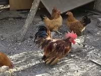 Chickens — foto 4