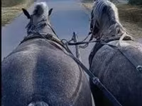 Yegua, Caballos — foto 2