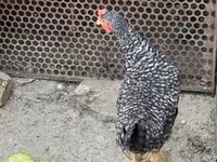 Chickens — 写真 2