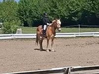 雄馬, Haflinger — 写真 4