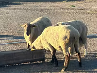 Ovan, Hampshire sheep — fotografija 1