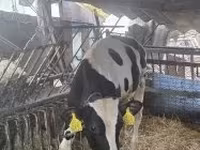 Bulle, Holstein-Rasse — Foto 5