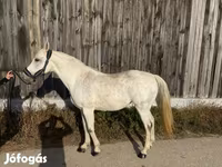 Kobila, Shagya — fotografija 2