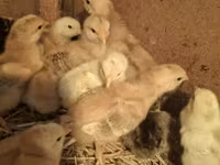 Chickens — 照片 1