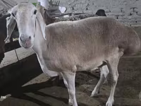Ovca, Afghan Arabi sheep — fotografija 4