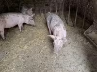 मादा सूअर, Пьетрен — फ़ोटो 3