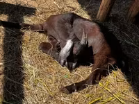Kozioł, Nubian Goat — zdjęcie 3