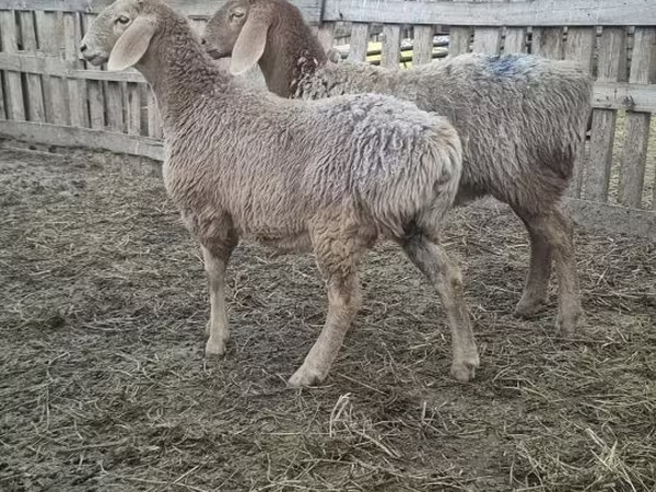 Owca, Arashan sheep