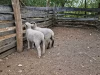 भेड़, White Suffolk sheep — फ़ोटो 4
