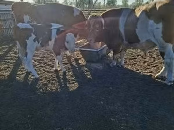 Сиыр, Simmental cattle — Венгрия
