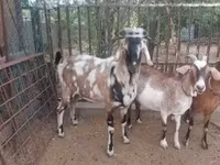 Kozioł, Nubian Goat — zdjęcie 2