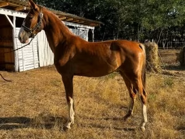 Stute, Dutch warmblood horse