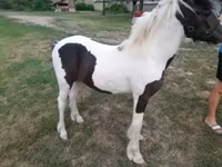 雄馬, Hucul pony — 写真 2