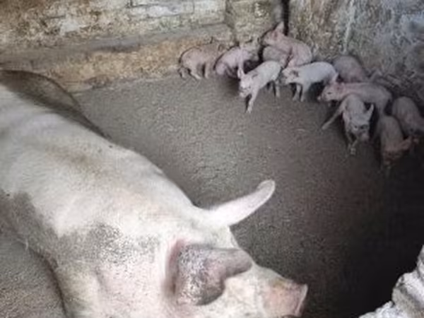 Svinje (partija, pol nije naveden), Свиње