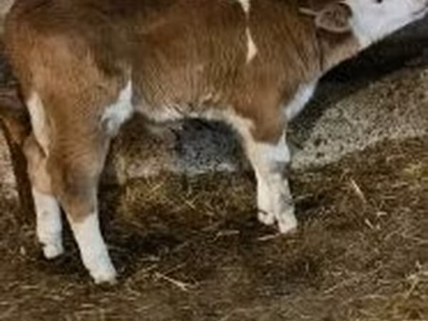 Buqa, Simmental cattle — Vengriya