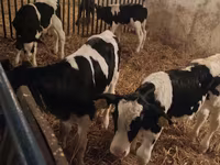ثور, Russian Black pied cattle — الصورة 5