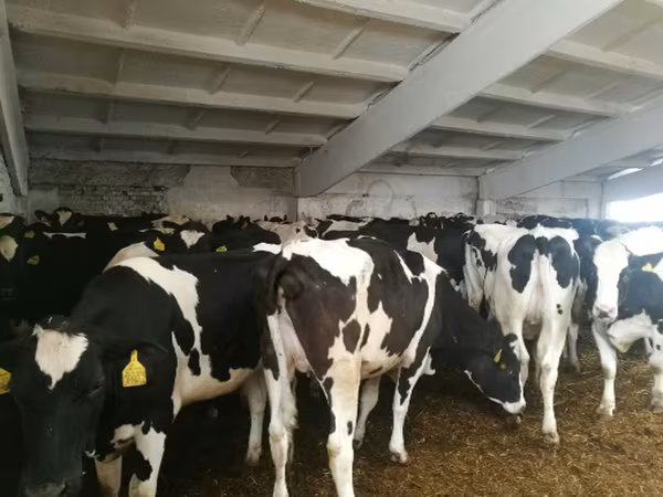 Vaca, Raça Holstein