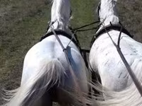 At, Lipizzaner — foto 3