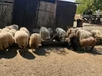 Widder, Racka sheep — Foto 7
