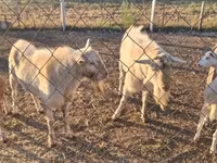 تيس, Boer goat — الصورة 2