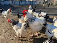 サセックス — 写真 7