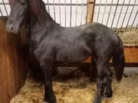 母马, Horses — 照片 5