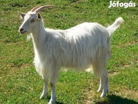 Goat, Goats — photo 1