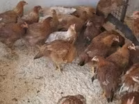Chickens — foto 3