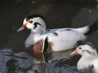 Ducks — 写真 1