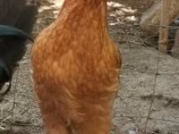 Chickens — الصورة 2