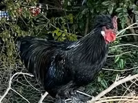 Chickens — 照片 7