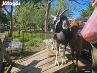母山羊, Goats — 照片 2