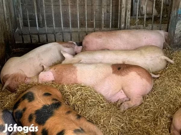 母猪, Pigs
