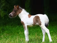 Pferde (Partie, Geschlecht nicht angegeben), Shetland Pony — Foto 1