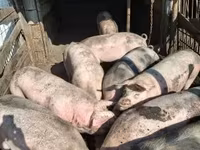 Pigs (batch, sex not specified), Крупная белая — photo 2