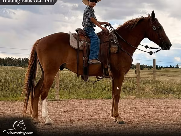 Pastuv, Quarter Horse