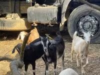 母山羊, Goats — 照片 3