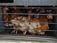 Chickens — الصورة 2