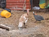 Turkeys — Foto 2