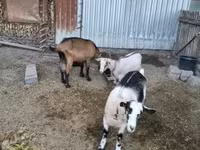 Koza, Kozy — zdjęcie 8