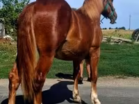 Cavalo, Cavalos — foto 1