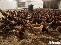 gallina danesa — foto 2