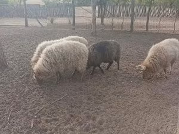 Qoʻchqor, Racka sheep