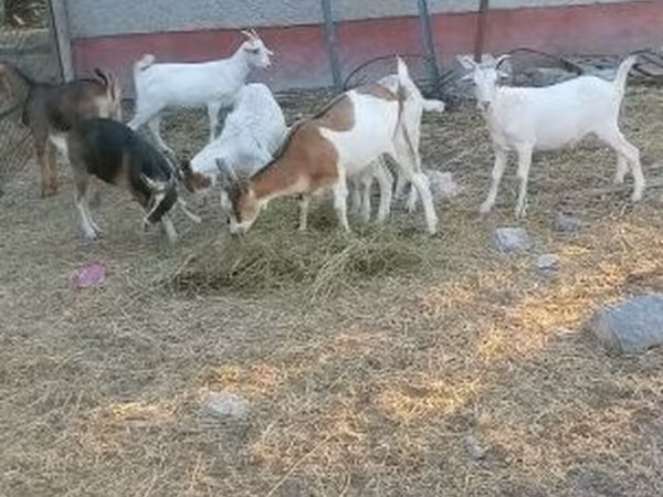 Cabra, Cabras